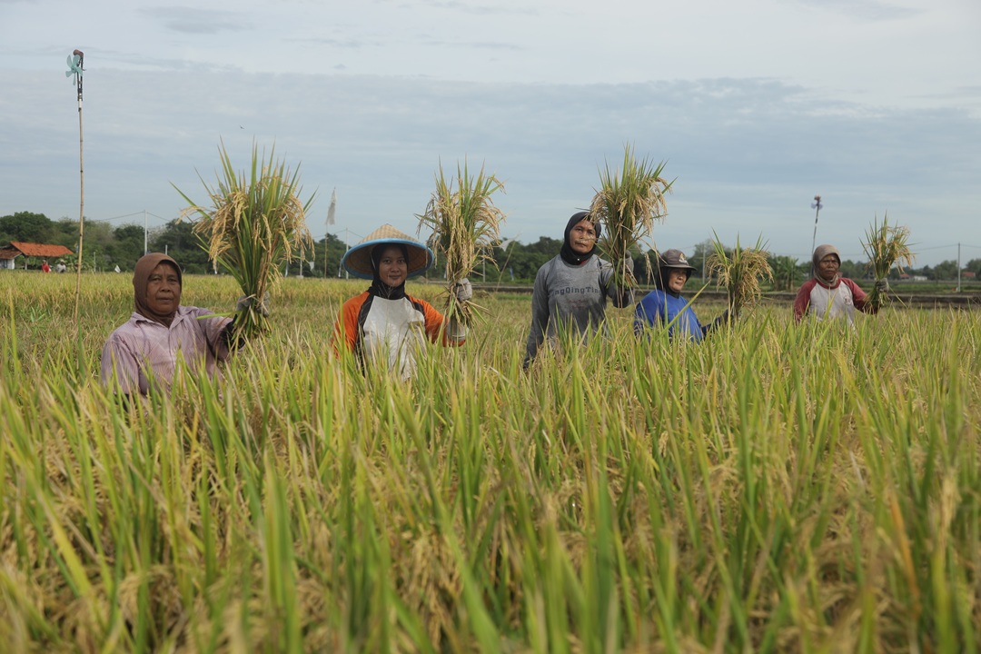 Pentingnya Pupuk Subsidi